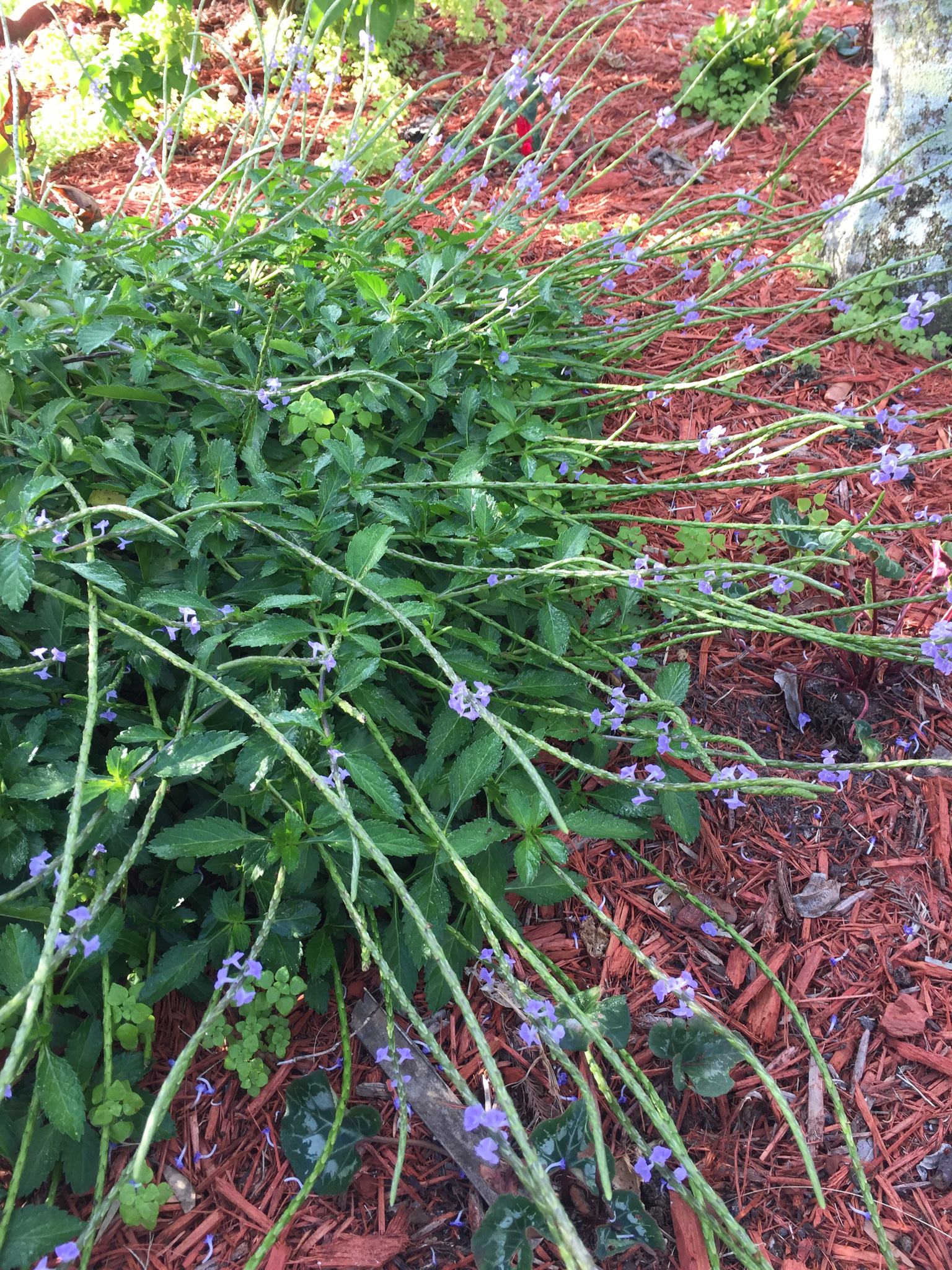 Stachytarpheta jamaicensis